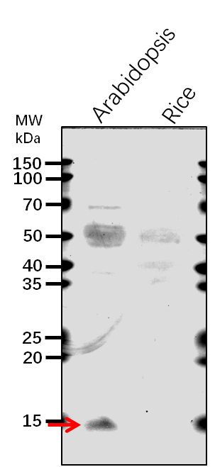 Anti-PR1/ Pathogenesis-related protein 1