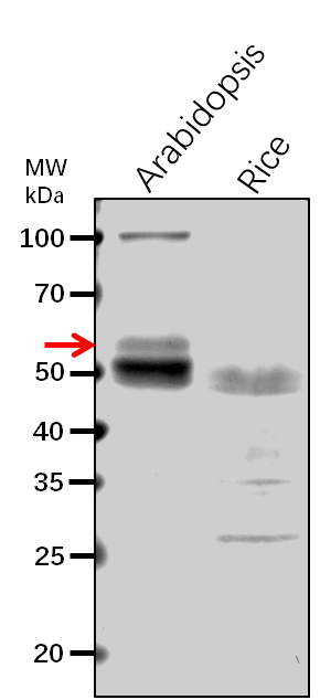 Anti-PLPD1/ Dihydrolipoyl dehydrogenase 1 rabbit antibody