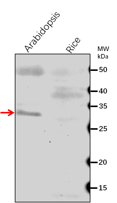 Anti-CRL/ Chromophore lyase CRL rabbit antibody
