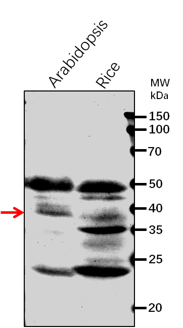 Anti-CCR1/ Cinnamoyl-CoA reductase 1 rabbit antibody