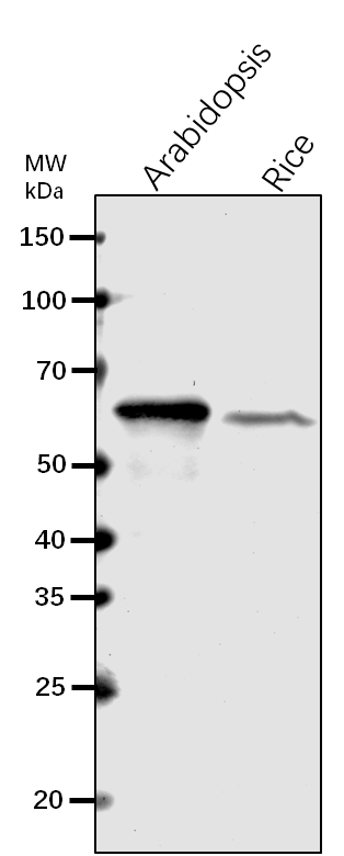Anti-IMPA2/ Importin subunit alpha-2 rabbit antibody
