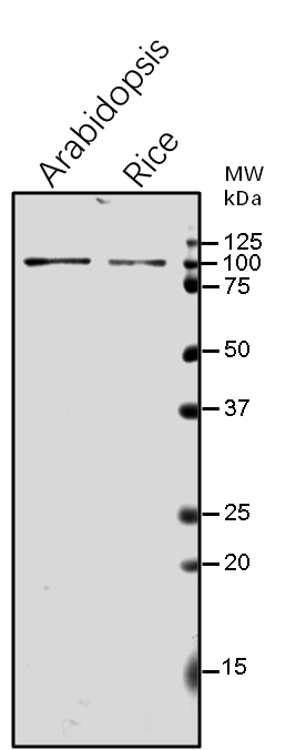 Anti-GLDP1/ Glycine dehydrogenase (decarboxylating) 1, mitoc