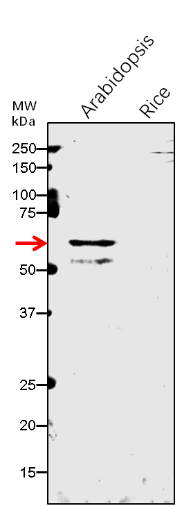 Anti-NCED4/ Probable carotenoid cleavage dioxygenase 4