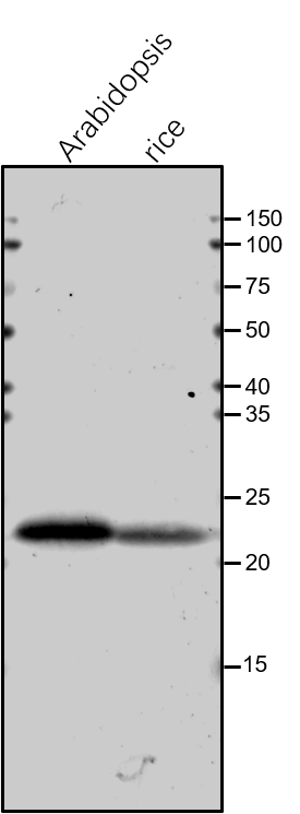 Anti-PsbP/ PsbP subunit of oxygen evolving complex of PSII