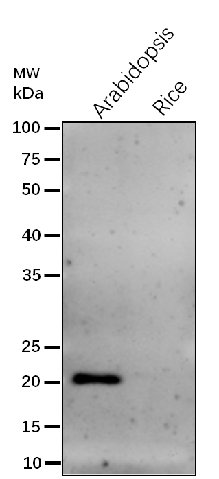 Anti-Lhca4/ Lhca4 protein of LHCI rabbit antibodies