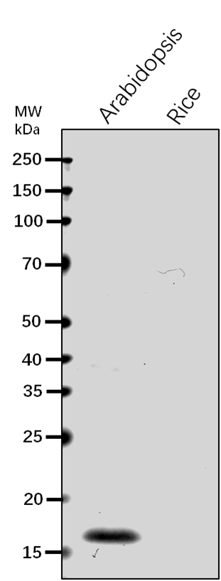 Anti-NDPK3/ Nucleoside diphosphate kinase III