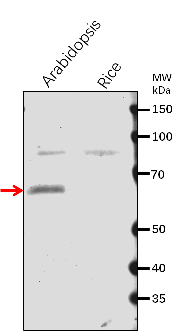 Anti-DWF1/ Delta(24)-sterol reductase
