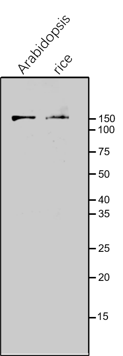 Anti-GLU1 / Ferredoxin-dependent glutamate synthase 1