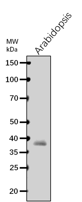 Anti-F3H/ Flavanone 3-hydroxylase