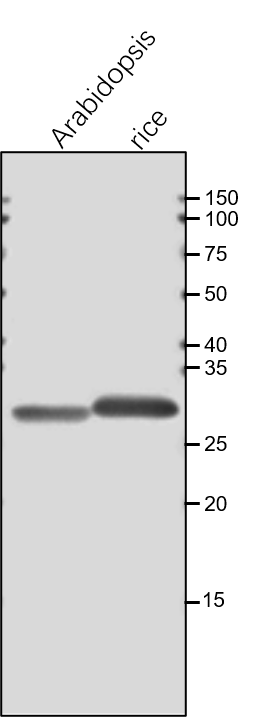 Anti-PsbO / PsbO subunit of Photosystem II rabbit antibody