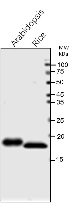 Anti-PsaD / PSI-D subunit of photosystem I rabbit antibody