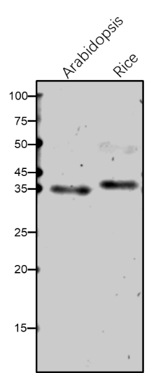 Anti-PORB/ Protochlorophyllide Oxidoreductase B