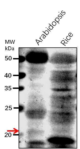 Anti-WHY3/ Single-stranded DNA-binding protein WHY3