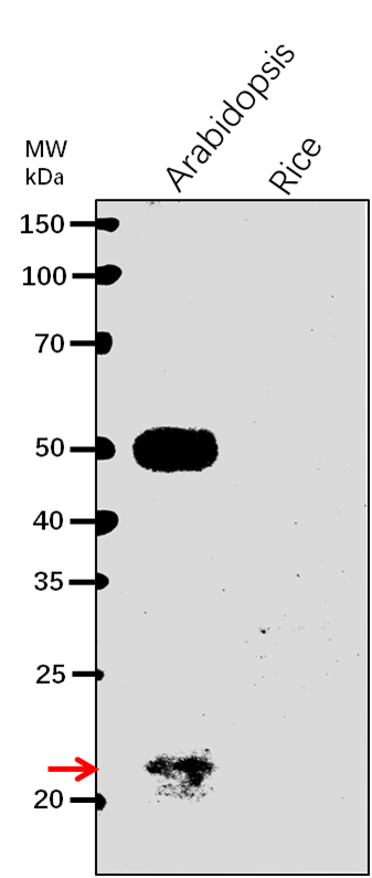 Anti-GUN4/ Genomes uncoupled 4