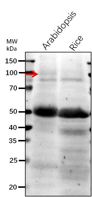 Anti-GUN1/ GENOMES UNCOUPLED 1