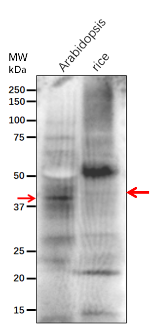 Anti-ADT6/ Arogenate dehydratase/prephenate dehydratase 6