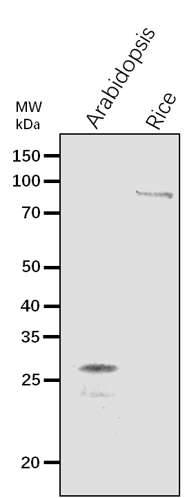 Anti-CHI1/ Chalcone--flavanone isomerase 1
