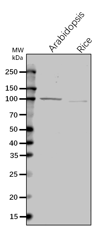 Anti-Rnase J/EMB2746/ Ribonuclease J Rabbit Antibody