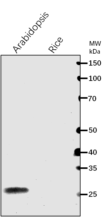 Anti-ClpP3/ ATP-dependent Clp protease proteolytic subunit 3
