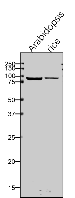 Anti-HSP93-V/CLPC1/Chaperone protein ClpC1