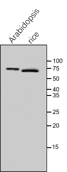 Anti-FTSH2 / VAR2 rabbit antibody
