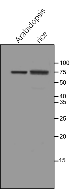 Anti-FTSH5(VAR1)/ ATP-dependent zinc metalloprotease FTSH 5