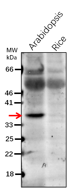 Anti-CP33/ RNA-binding protein CP33 Rabbit Antibody