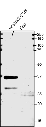 Anti-APXT / L-ascorbate peroxidase T Rabbit antibody