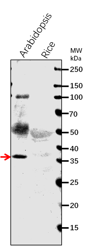Anti-CLD1/ CHLOROPHYLL DEPHYTYLASE1