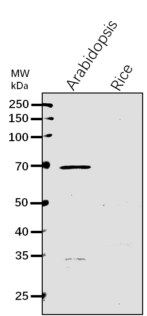 Anti-RanGAP2/ RAN GTPase-activating protein 2