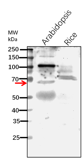 Anti-RanGAP1/ RAN GTPase-activating protein 1