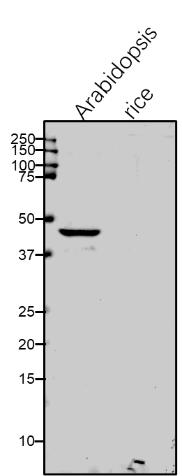 Anti-RPS1/ Plastid ribosomal protein S1