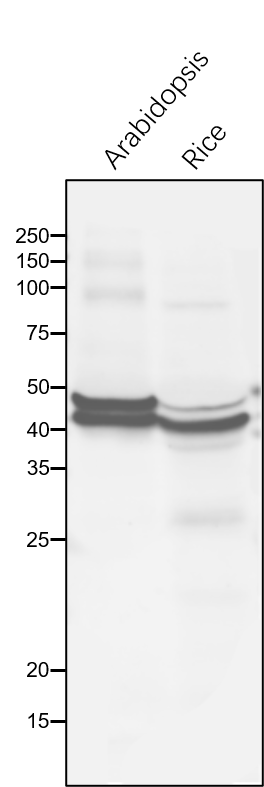 Anti-RCA / Rubisco activase rabbit antibody