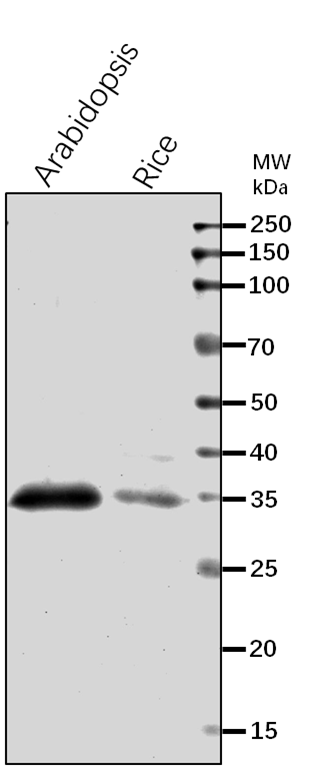 Anti-PMDH2/ Peroxisomal malate dehydrogenase 2