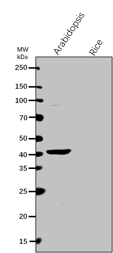 Anti-PMD2/ Peroxisomal and mitochondrial division factor 2
