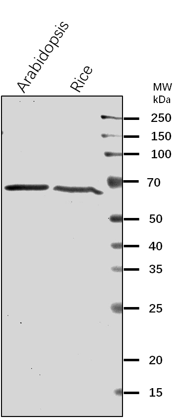 Anti-CPNB1/ Chaperonin 60 subunit beta 1