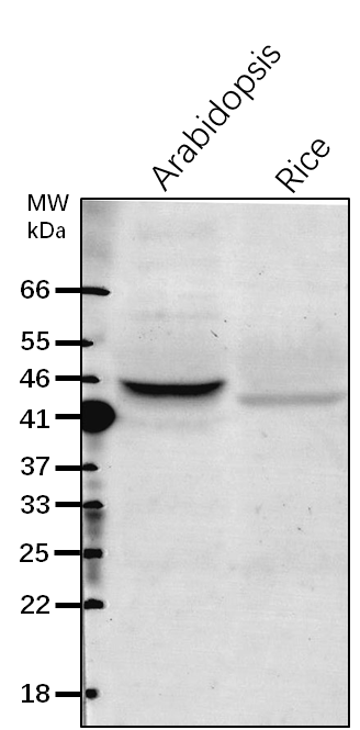 Anti-FtsZ2-1/ Cell division protein FtsZ homolog 2