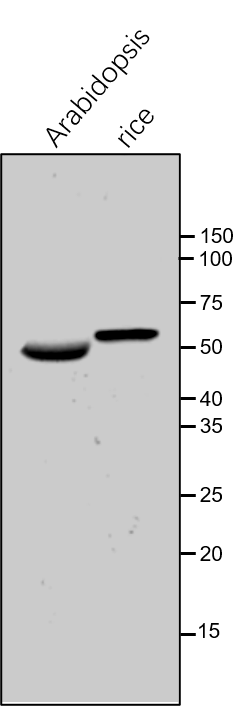 Anti-DIT1 / Dicarboxylate transporter 1