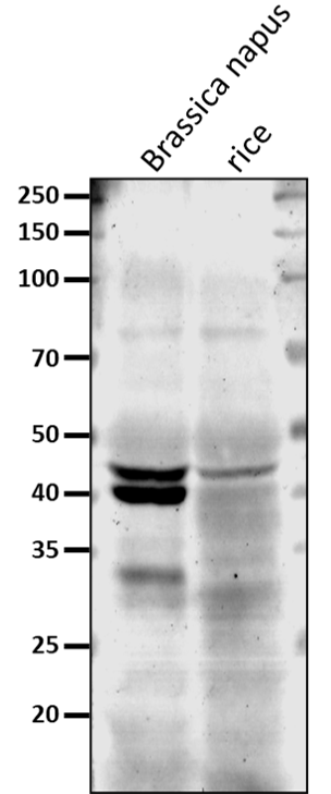 Anti-AOX1 / Alternative Oxidase 1a Rabbit Antibody