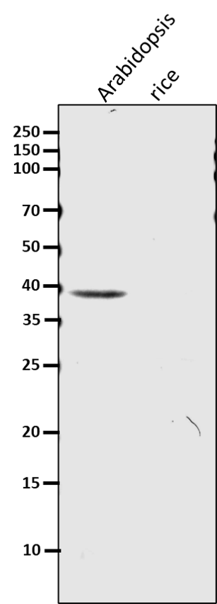 Anti-IDH1 / Isocitric dehydrogenase 1
