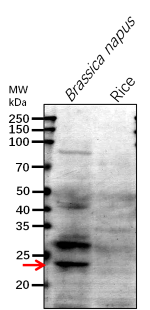 Anti-ClpR4/ ATP-dependent Clp protease proteolytic subunit-r