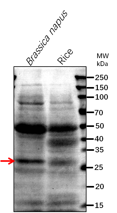 Anti-CBR1/ NADH--cytochrome b5 reductase 1