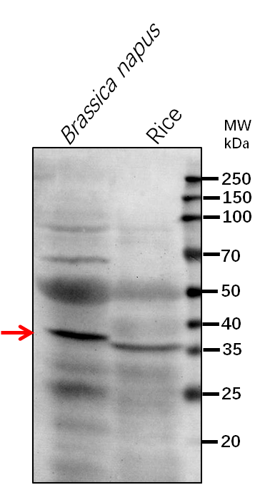Anti-HCF136/ Photosystem II stability/assembly factor HCF136