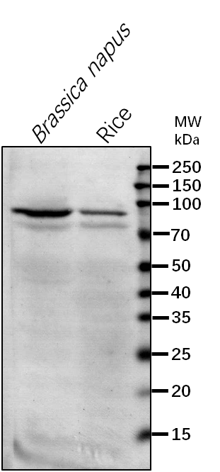 Anti-HSP90-2/ Heat shock protein 90-2
