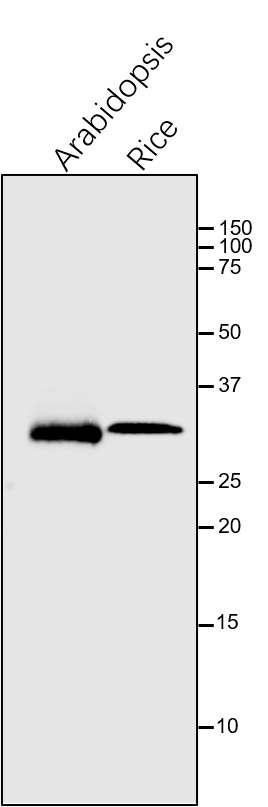 Anti-Cyt f / PetA / Cytochrome f of Cyt b6/f  antibody