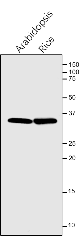 Anti-LFNR2 /Ferredoxin--NADP reductase, leaf isozyme 2