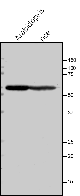 Anti-ATPA / ATP synthase subunit alpha rabbit antibody