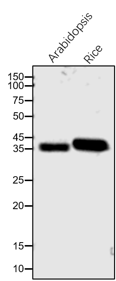 Anti-ATPC / ATP synthase gamma chain 1 rabbit antibody