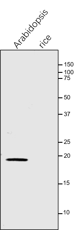Anti-ATPD / ATP synthase subunit delta rabbit antibody