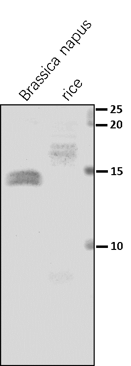 Anti-PsaE / PSI-E subunit of photosystem I